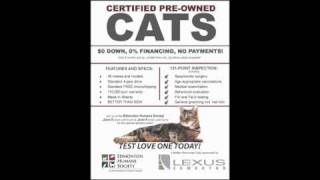 EHS Certified Pre-owned Cats - The Bounce PSA