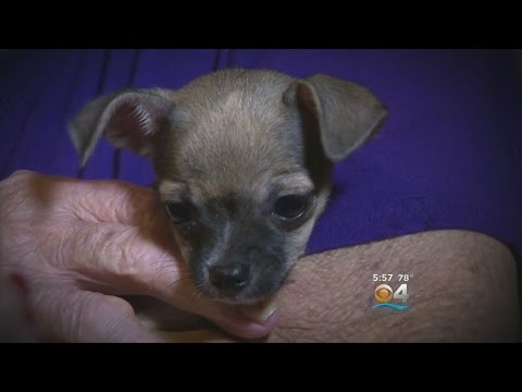 Elderly Couple Gifted Puppy After Pet Chihuahua Killed By Dogs