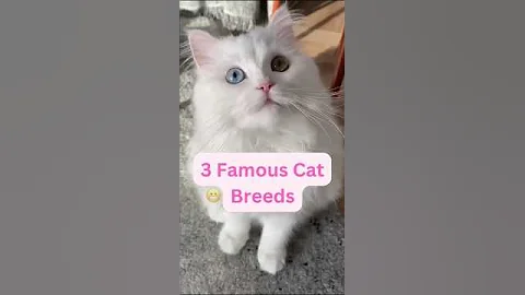 Watch the video about 3 Famous Cat Breeds You'll Fall in Love with ! #cutecat #catvideos #funny