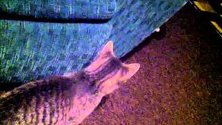 VID-20120109-00003