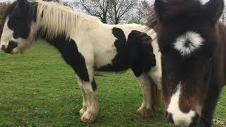 My Lovely horse Rescue - Brian and Frankie