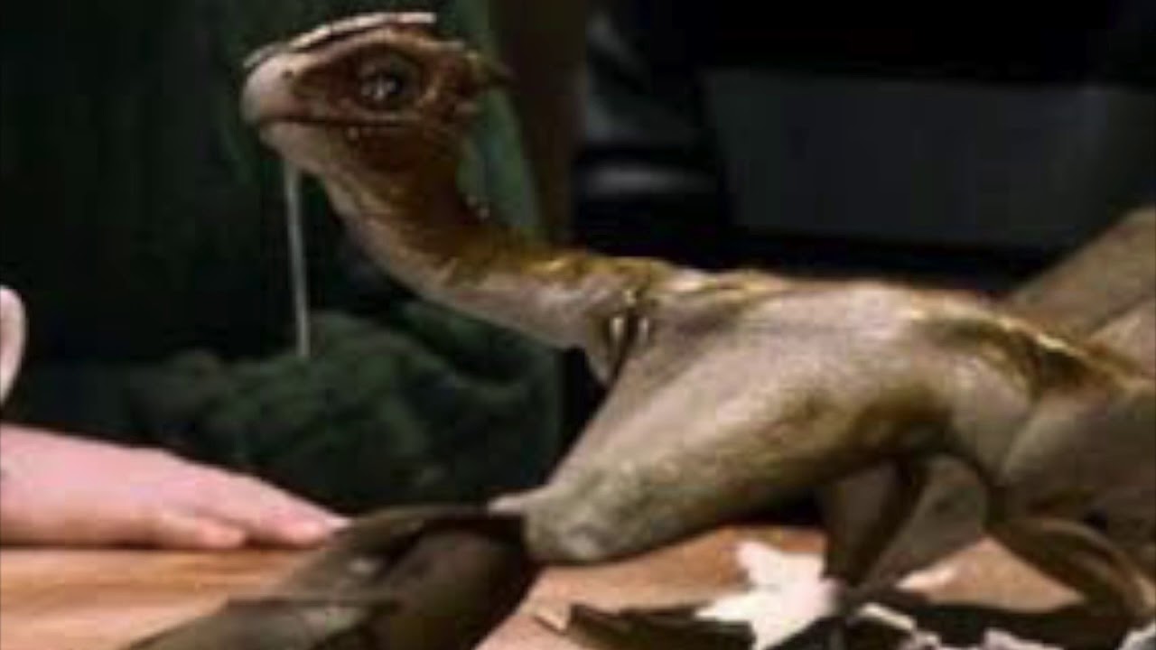 Harry potter chapter 14a youtube