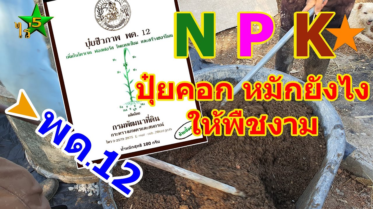พด12 หมักปุ๋ยคอก เกษตรอินทรีย์ ช่วยพืชได้ N P K เพิ่มขึ้น มีขั้นตอนและ ...