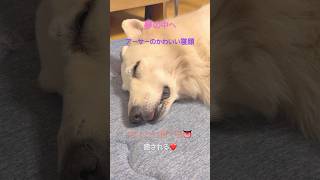 【ミラ家のノホホンな日々】夢の中へ#ホワイトシェパード #大型犬 #大型犬のいる生活 #doglife #癒し #shorts