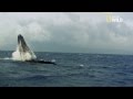 Magnifique saut d'une baleine à bosses au ralenti