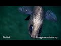 Deep Sea Fish Exploration Quiz