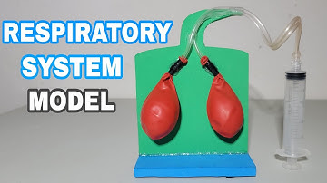 Make Human Respiratory System Model / Best And Easy School Project For Students
