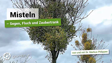 Wie kommt die Mistel auf den Baum?