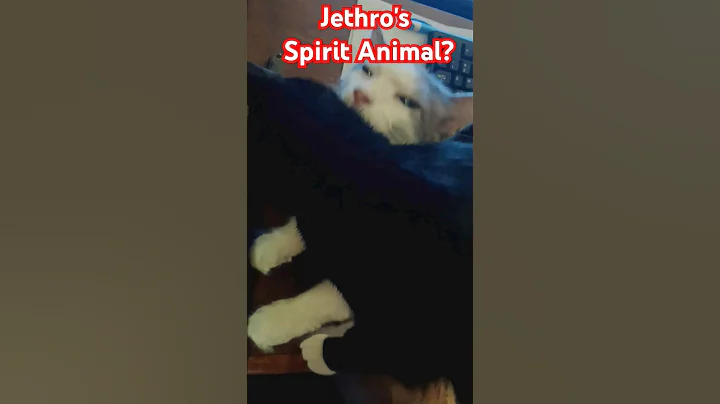 Watch the video about Jethro's Spirit Animal. #cats #catshorts #catlover #homersimpson #sweetcat #tuxedocat #mainecoon