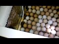 Седьмой день инкубации. Просвечивание яиц.