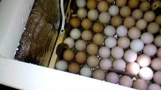 Седьмой день инкубации. Просвечивание яиц.