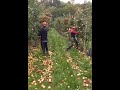 طريقة قطف التفاح 