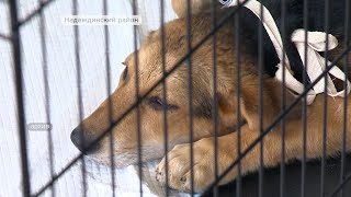Безнадзорными животными во Владивостоке займётся специальный фонд