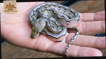 Top 10 BEST Super Dwarf Retics of ALL Time