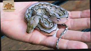 Top 10 BEST Super Dwarf Retics of ALL Time