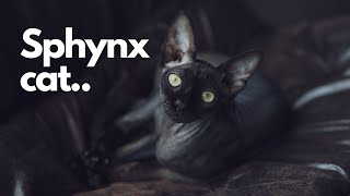 5 REASONS YOU SHOULD CONSIDER GETTING A SPHYNX CAT