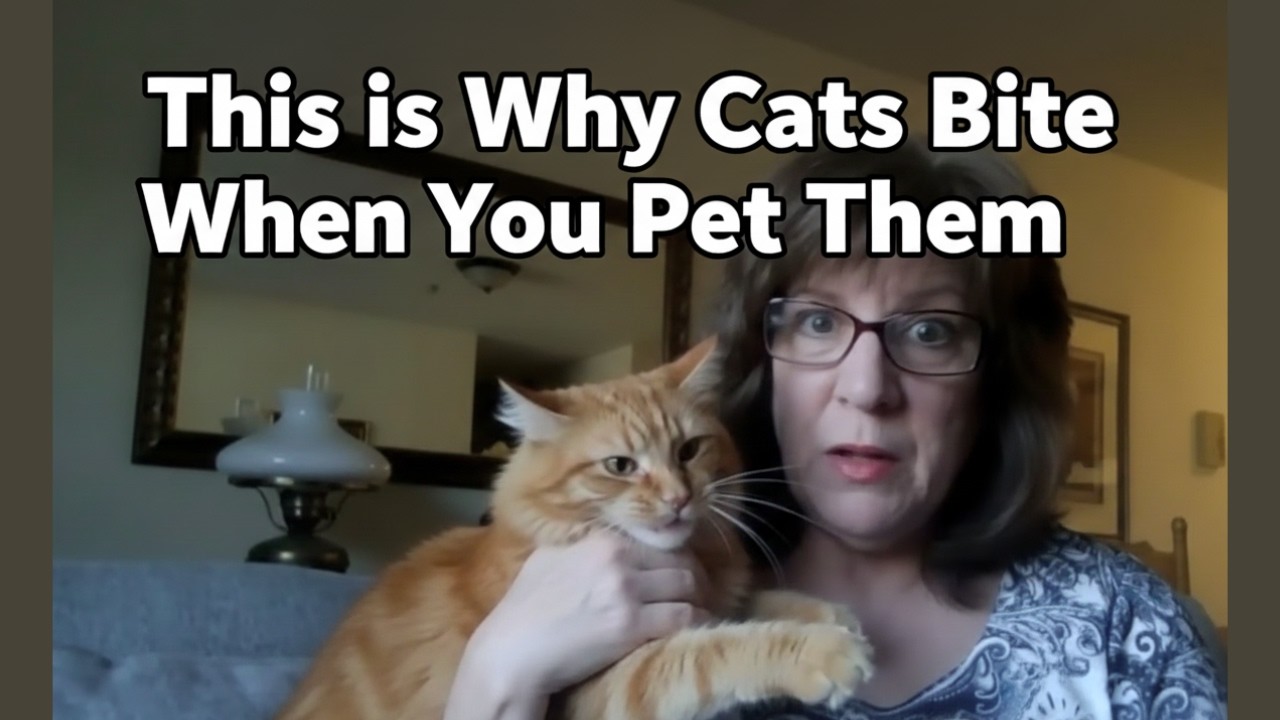 Why Do Cats Bite You When You Pet Them? What It Really Means and How to Stop It