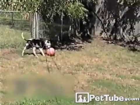 cute cats for sale Basketball Balancing Pup- PetTube