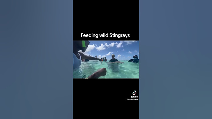 Feed wild Stingrays