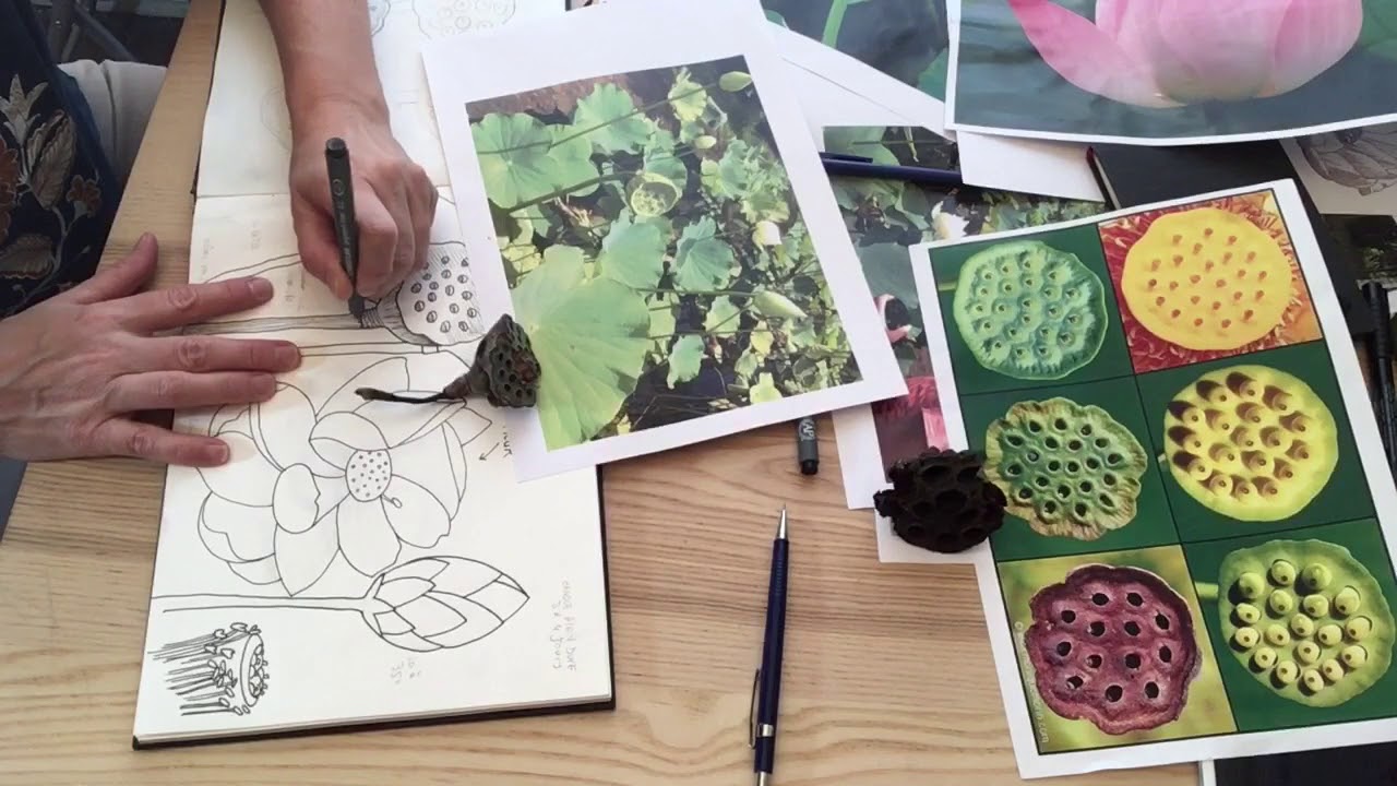 Comment Dessiner à Lencre 3 Fleur De Lotus De Lile Maurice