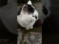 【第16回】久しぶりに平和な山歩😺🥰けいきち日記生放送2025/1/17(金)☁️