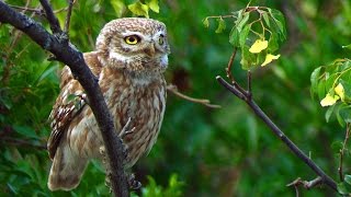 Сыч домовый (Athene noctua) - Little Owl Сыч домовый (Athene noctua) - Little Owl