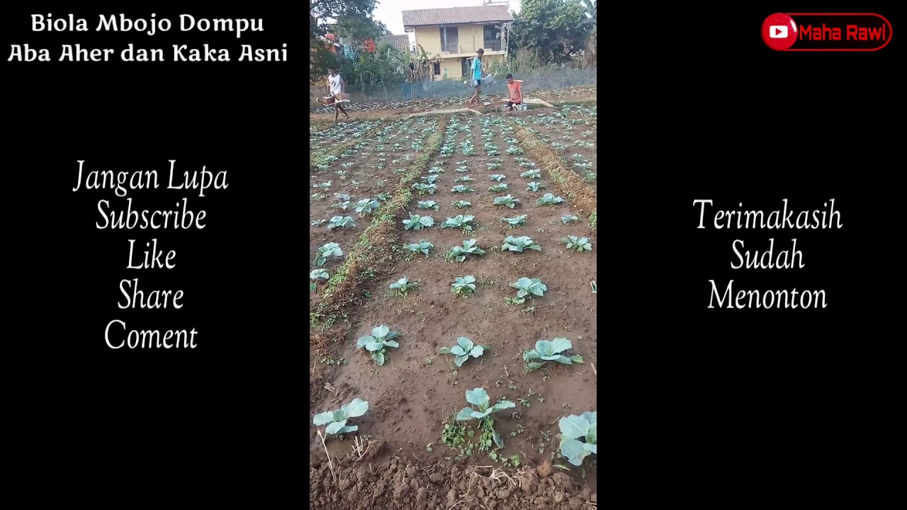 Budidaya Tanaman Sayur | Biola Mbojo 