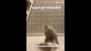 you just got ratatouilled