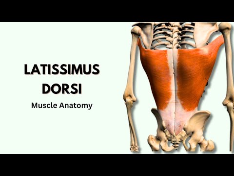 Anatomy of the Latissimus Dorsi Muscle - Superficial Extrinsic Back Muscle | Doctor Speaks