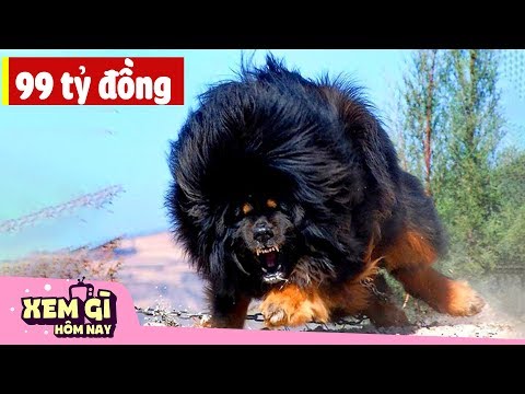 Video: Những Chú Chó đắt Nhất Thế Giới: TOP 10