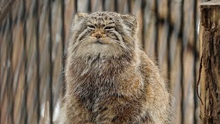 Who disturbs a nap of a Pallas's cat? by Manulization (Pallas's Cats) 247,516 views 2 years ago 13 seconds
