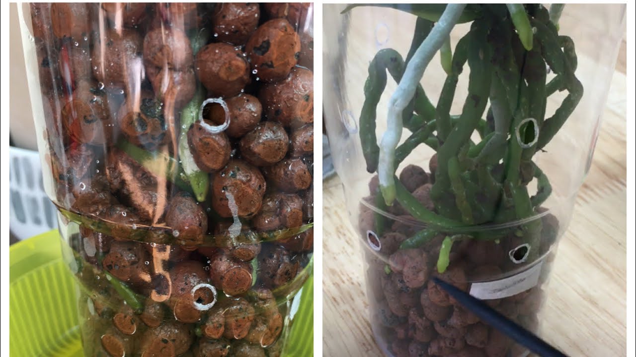 蝴蝶蘭陶粒半水培-12）轉盆到陶粒半水培不爛根的（重點）過程講解 Orchid in smei-hydroponic (clay pebbles)18-2-2020）