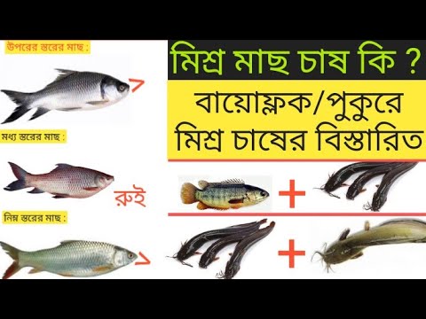 ভিডিও: সালমন কোন মাছের সাথে সম্পর্কিত?