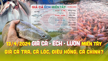 13/4/2024 ✅ Biến động Giá Cá Ếch #ĐBSCL ↗️ Giá Cá Tra, Cá Lóc, Cá Điêu Hồng, Cá Chình, Lươn Thịt...