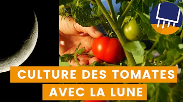 Quand semer les tomates avec la lune 2023 ?