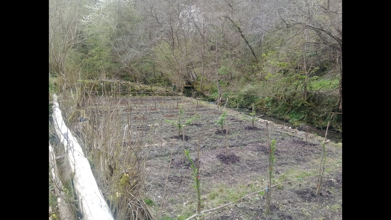 Imjertando castaños en el Calero