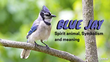 Are Blue Jays a sign of bad luck?