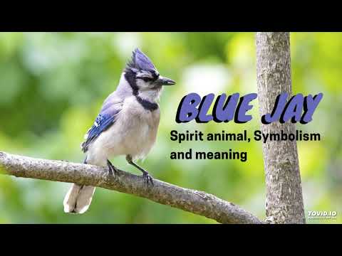 Blue Jay – Spirit Animal, Symbolism and Meaning
