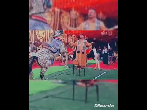 تشوفنى فى الصور تقول ده اسطوره تتحدى مين يا عبط