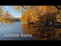 Autumn roots  mr mirko