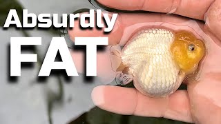 UNBELIEVABLY FAT GOLDFISH - Backyard Goldfish Farm Update