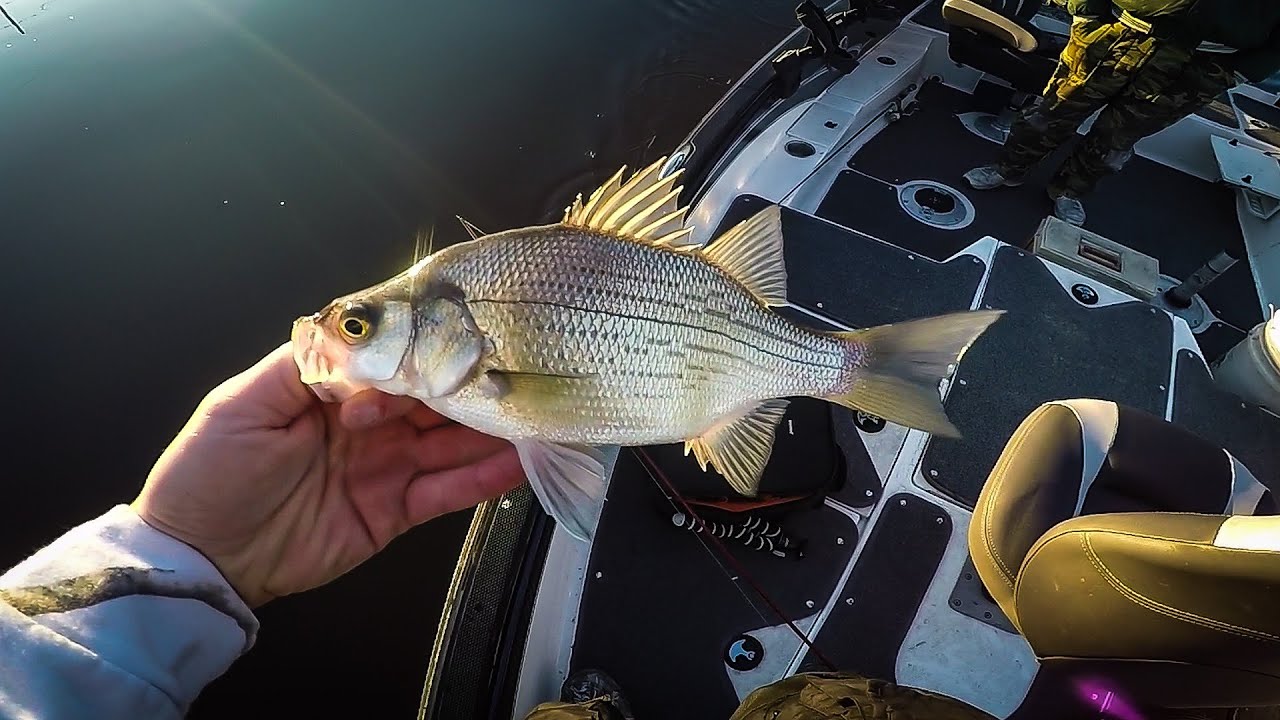 Pulling FLIES For White Bass Lake Winnebago YouTube