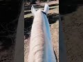 أحسن خرجا مع أحسنن فحل لهلا واني أحسن خرجا مع أحسنن فحل لهلا واني