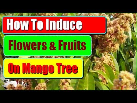 Video: Problémy s mangovníkem – na stromě není žádné ovoce manga