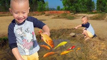 Em ổi bắt nhiều cá chép vàng ở vũng nước #cávàng #bắtcávàng #bắtcá