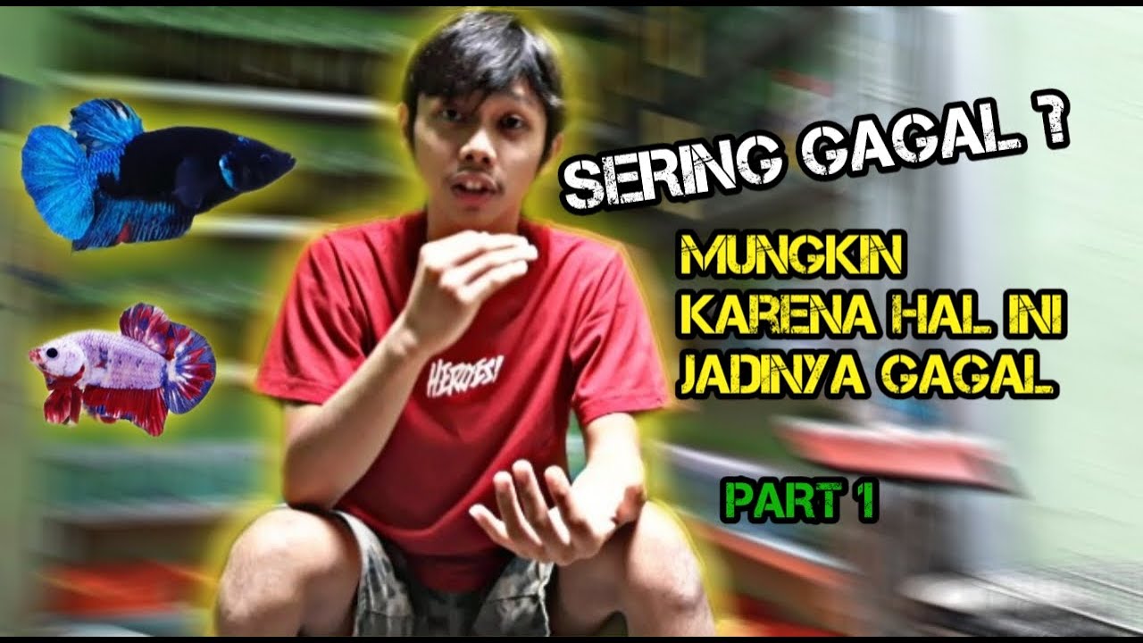 Cara mudah mengawinkan ikan cupang lengkap 