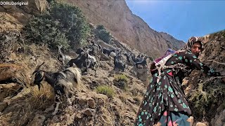 Akram's Goats Went Missing at Night! | A Thrilling Search with Mohsen to Find Them 🐐🌙