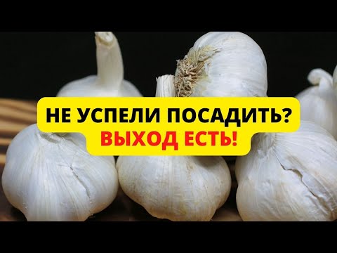 Когда сажать чеснок осенью и что делать если не успели?