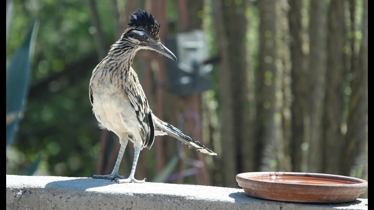 YouTube에서 Roadrunner hunt 보기 YouTube에서 Roadrunner hunt 보기