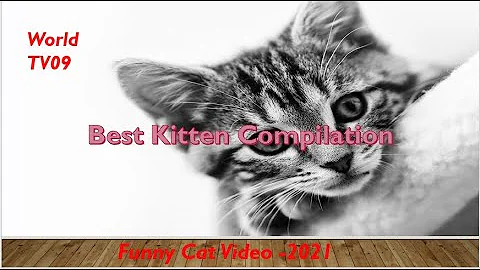 Watch the video about Best Cat 😻 Compilation - Awesome Funny Kitten Video 😇 - Animal Funny Video
